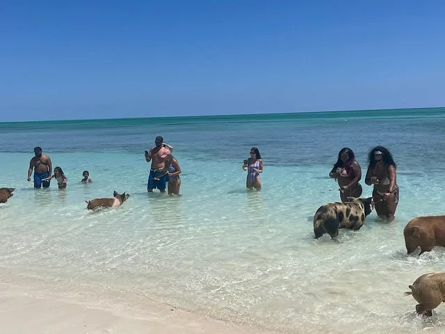 People wading in shallow turquoise water with several swimming pigs.