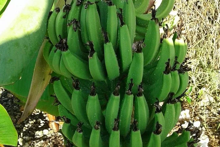 Close-up of a bunch of unripe green bananas growing.