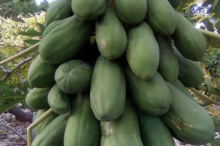 Close-up of a large bunch of unripe green papayas on the tree.
