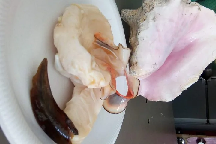 Fresh conch meat next to a large pink conch shell.