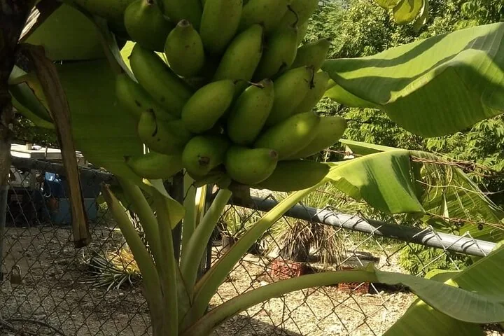 Bunch of green bananas growing on a tree behind a fence.