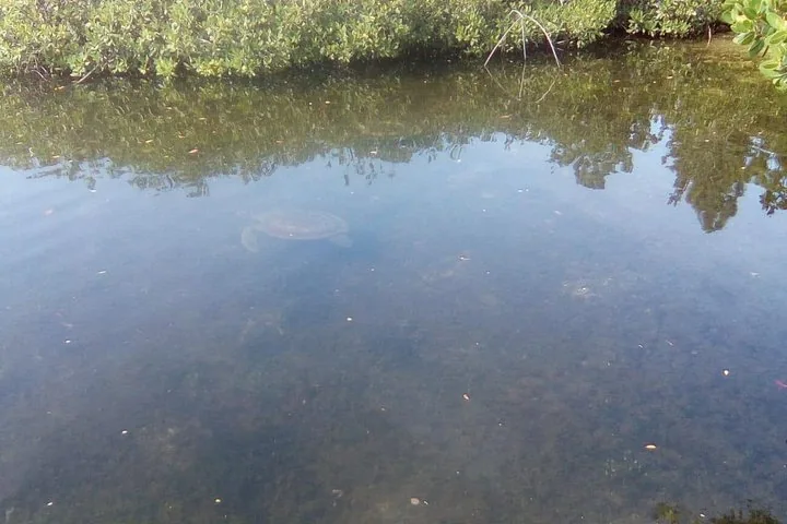 Sea turtle swimming in clear shallow water near mangroves.