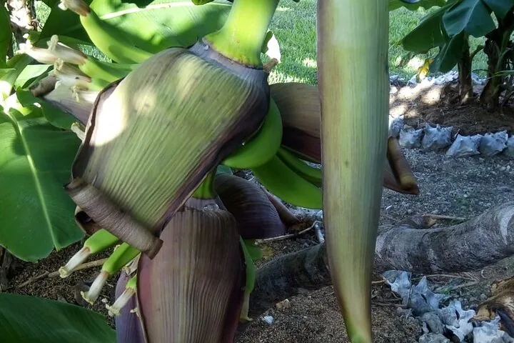 Close-up of a banana flower and small green bananas.